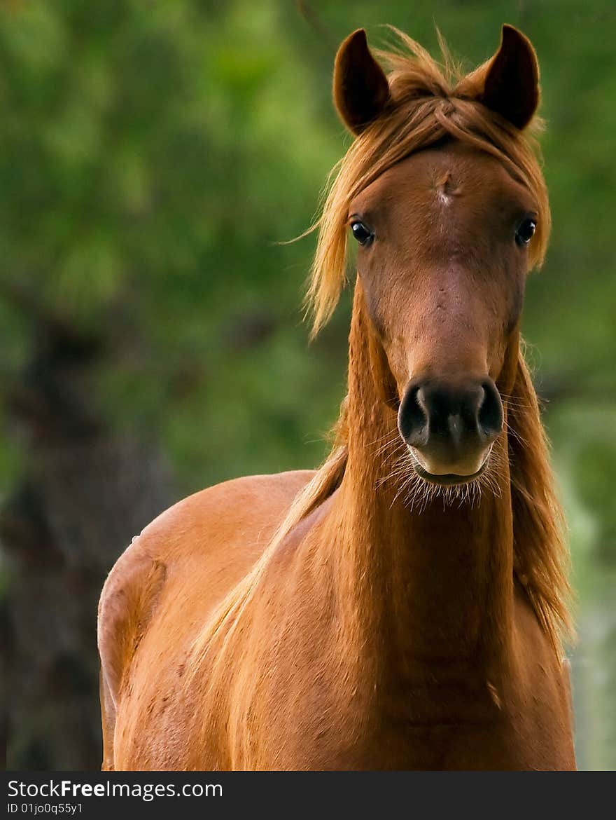 Chestnut Gelding