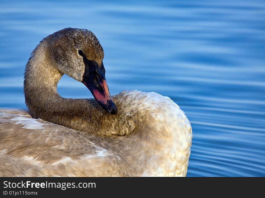 Trumpeter Swan