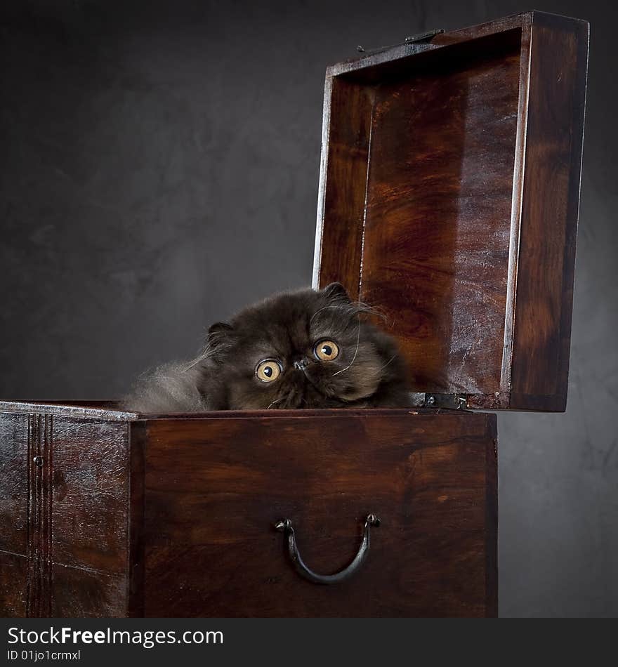 Long haired persian cat in the wooden box