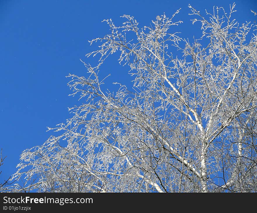 Frozen birch