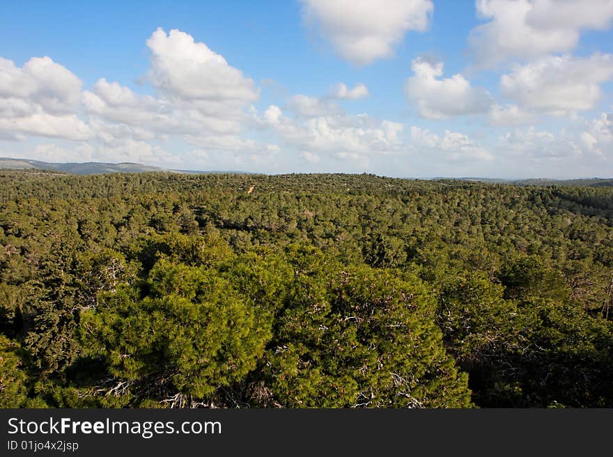 Pinetree forest stretches to horizon. Pinetree forest stretches to horizon