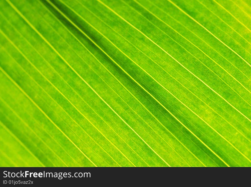 Close up of green leaf