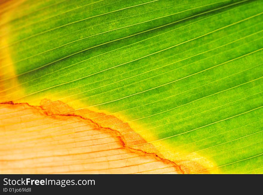 Background leaf in green and yellow