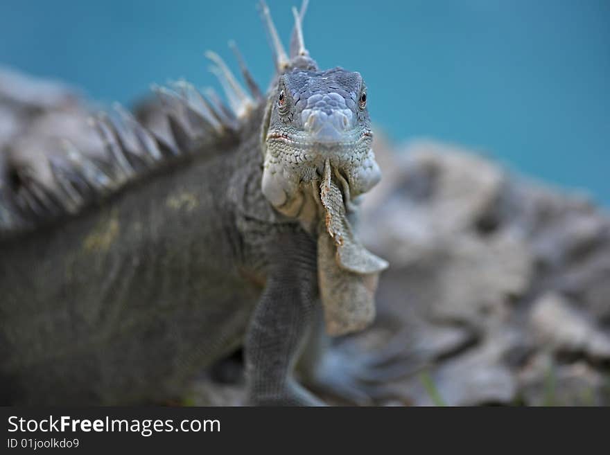 Green Iguana (Iguana iguana) on rocks with ocean in background