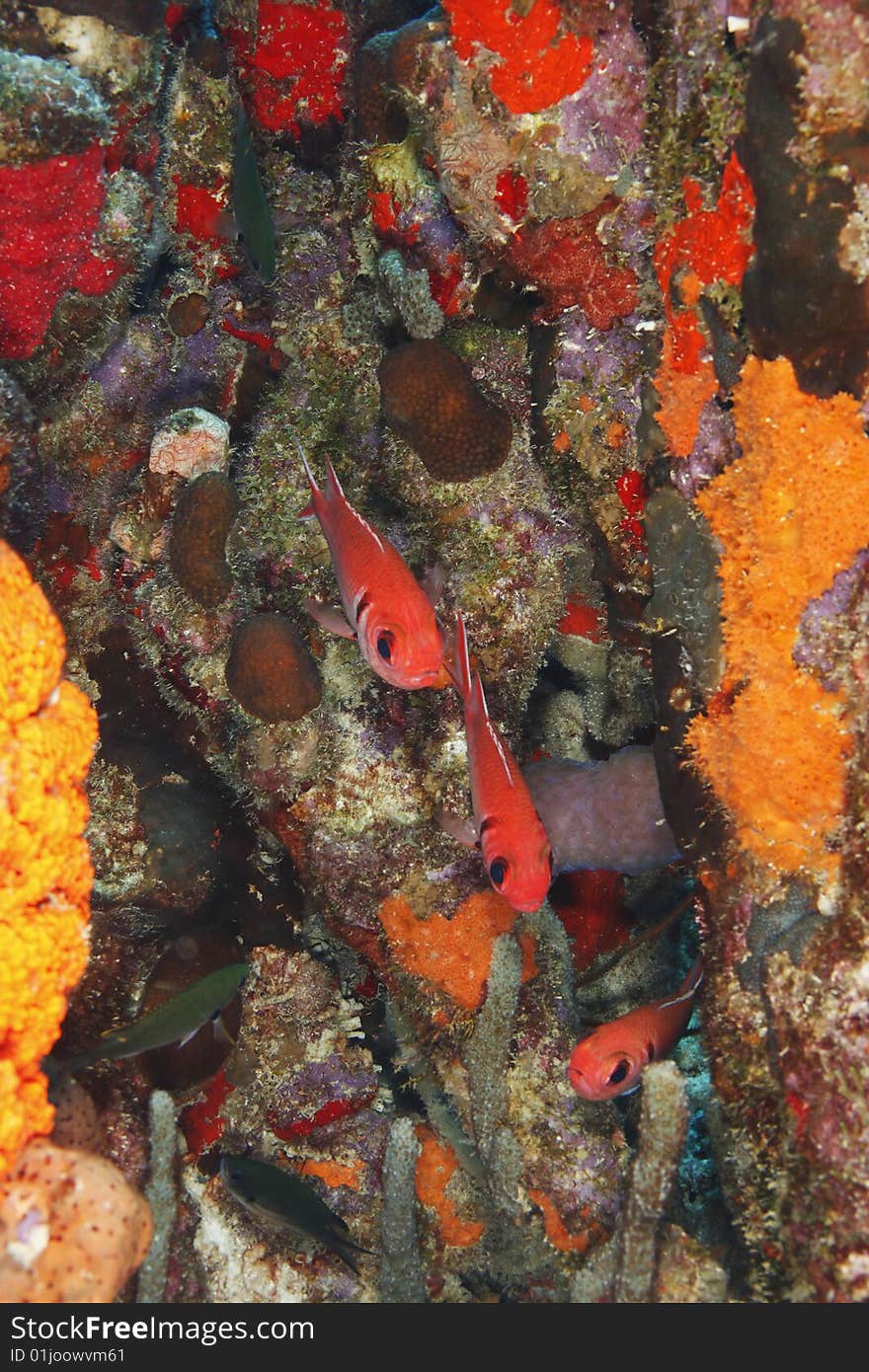 Blackbar Soldierfish (Myripristis jacobus) a trio on a coral reef in Bonaire, Netherlands Antilles.