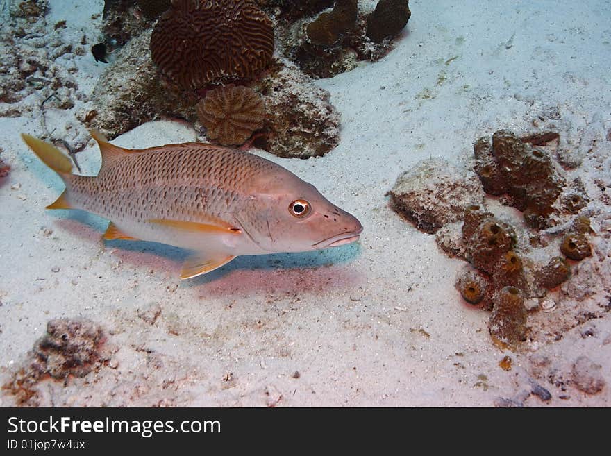 Schoolmaster (Lutjanus apodus) swimming near sandy bottom