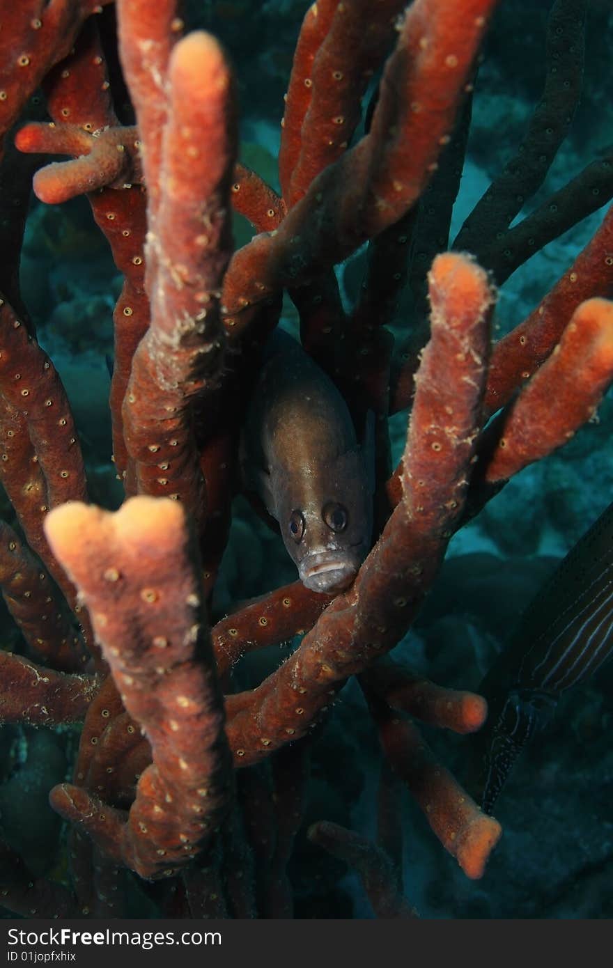 Whitespotted Soapfish (Rypticus maculatus) resting in coral.