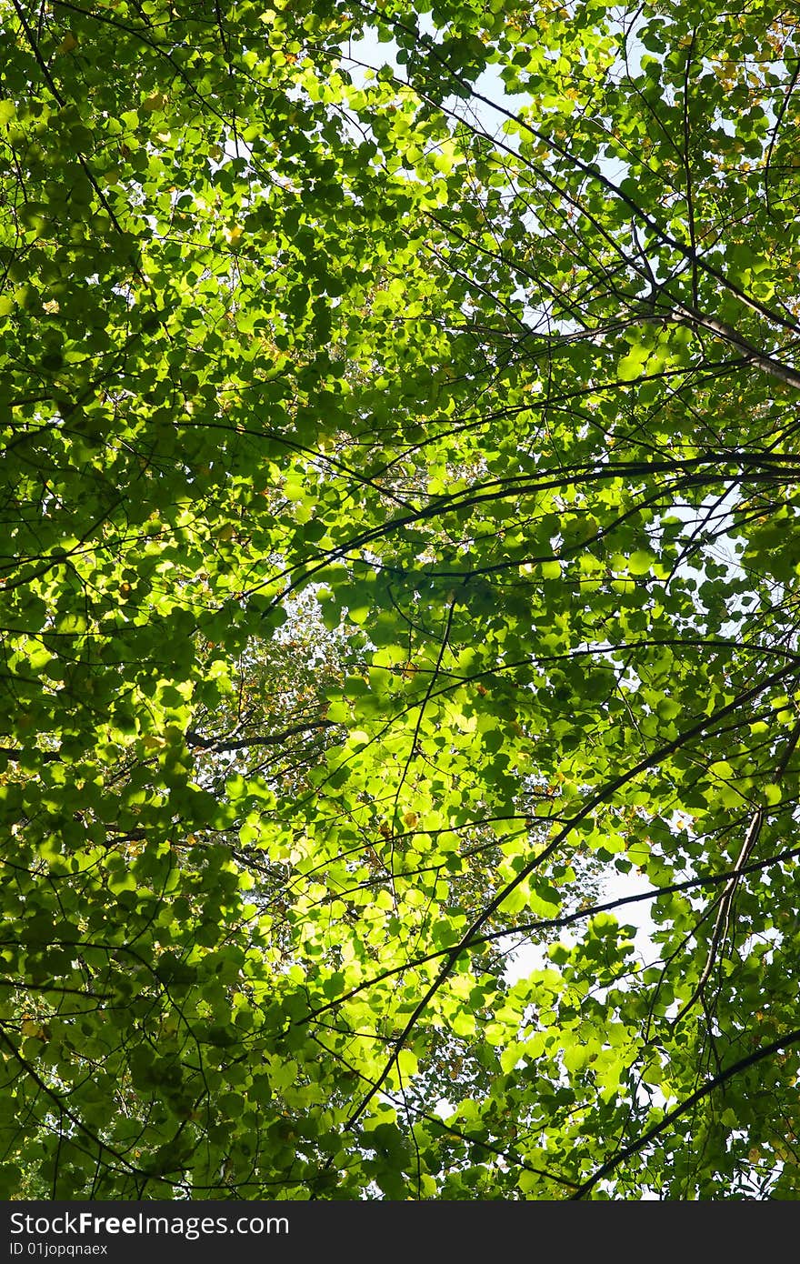 Sunlight rays are going through tree crowns. Sunlight rays are going through tree crowns