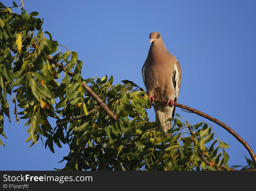 Bare-eyed Pigeon (Patagioenas corensis)