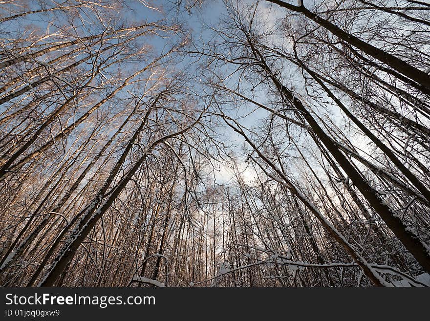 Winter tree crowns on deep blue sky. Winter tree crowns on deep blue sky