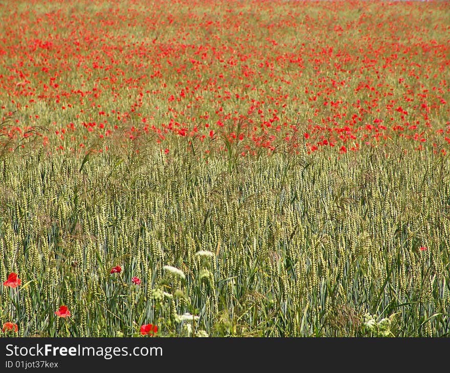 Redd-weed in the corn