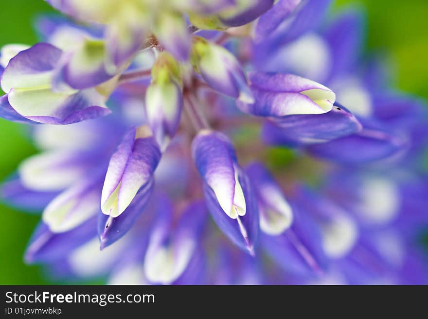 Blossom Close Up