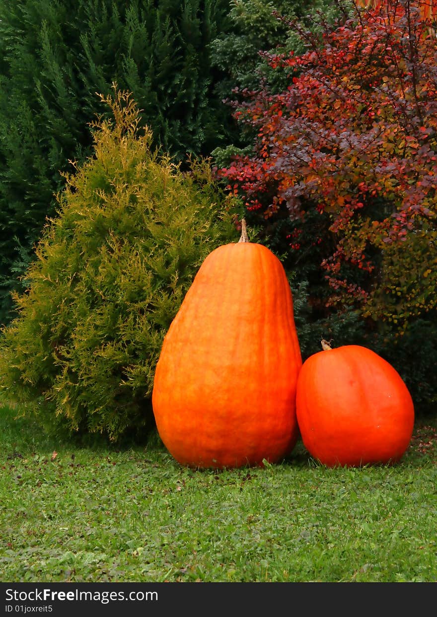 Two pumpkins standings on green grass