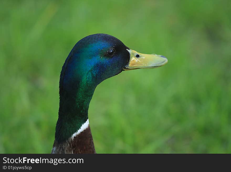 Drake waiting duck in the park. Drake waiting duck in the park