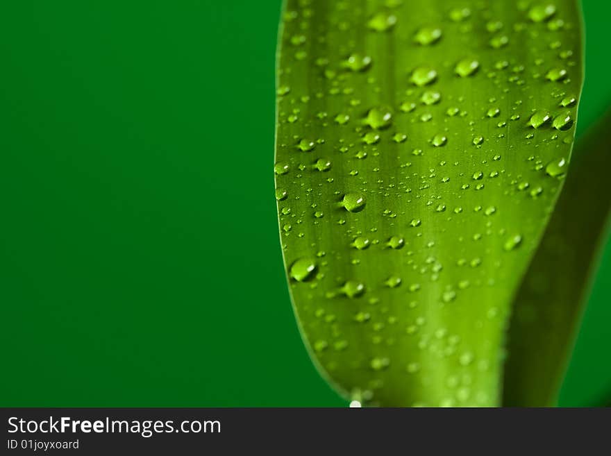 Bamboo green leaf with drops. Bamboo green leaf with drops