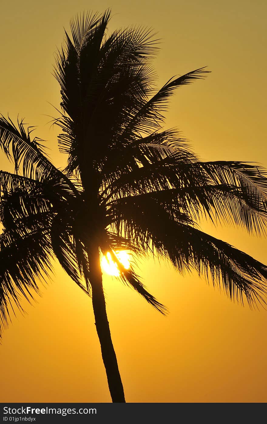 Palm tree sunset in Mexico