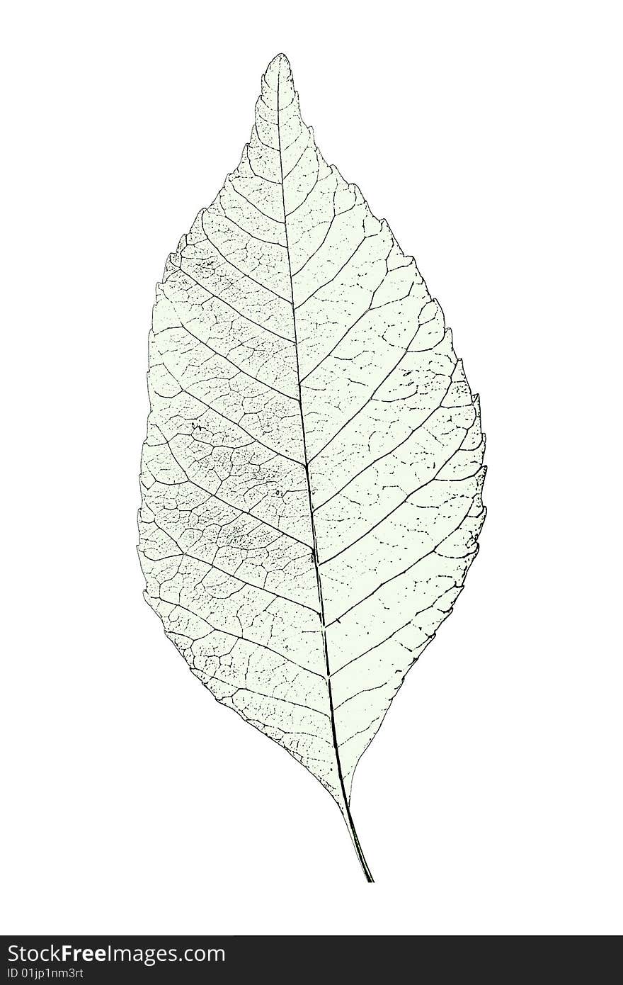 Leaf over white