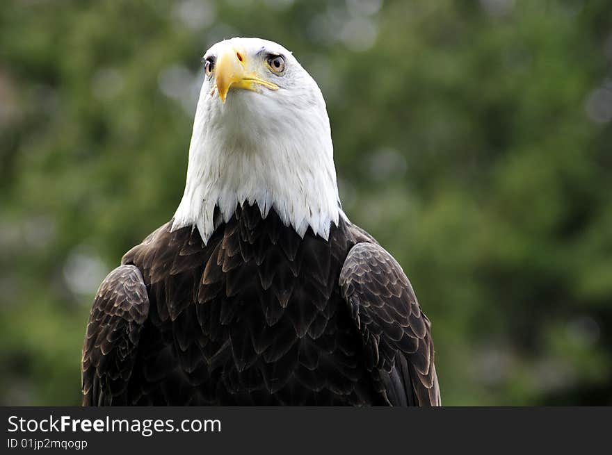 Bald Eagle