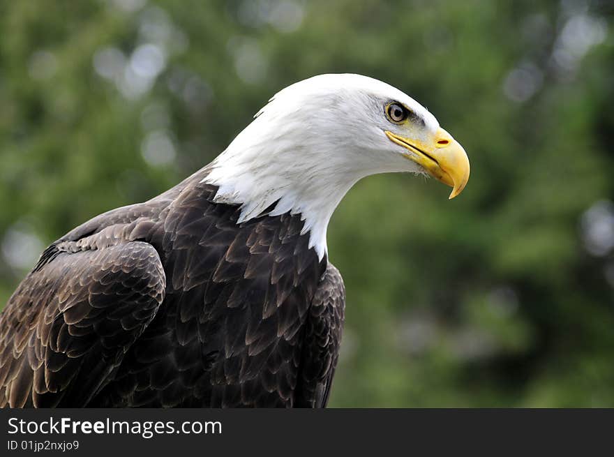 Bald Eagle looking