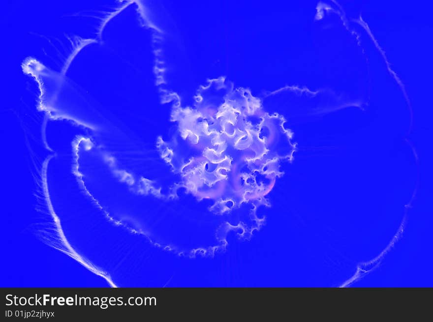 Moon jellyfish at the Vancouver aquarium