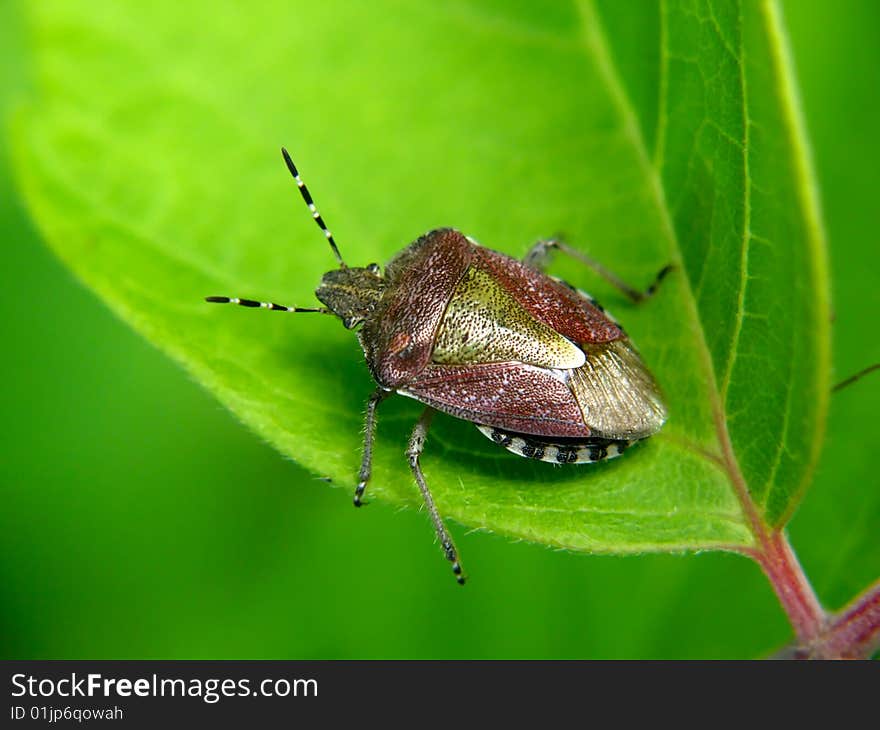 True bug on the green leaf. True bug on the green leaf.