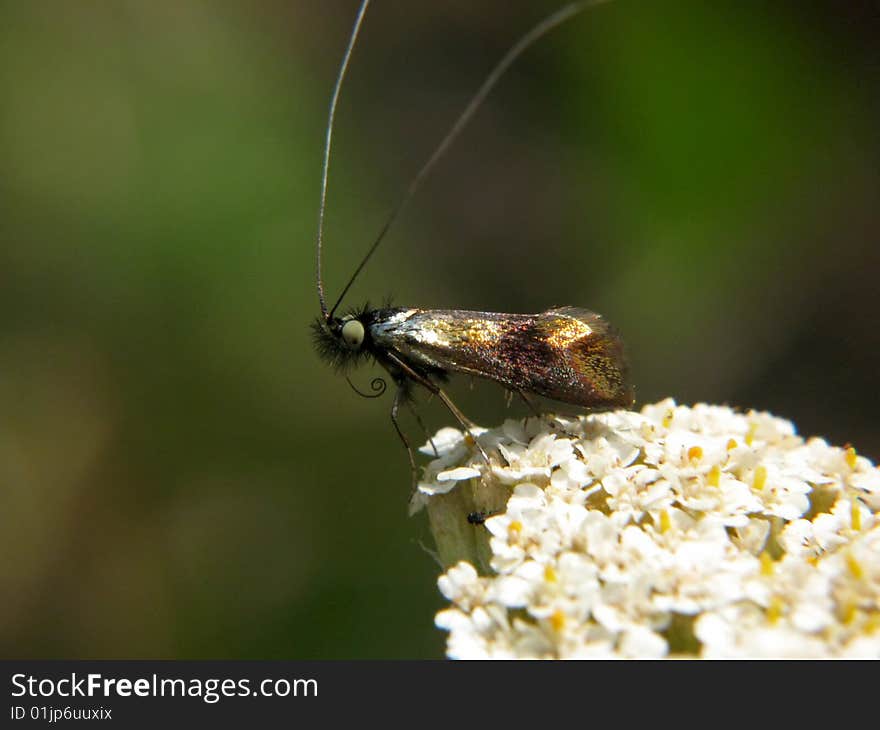 Moth on the white flower. Moth on the white flower.