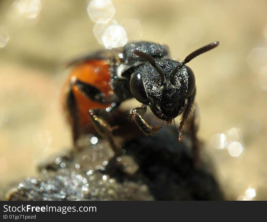 Red Bee near the water in the sun.