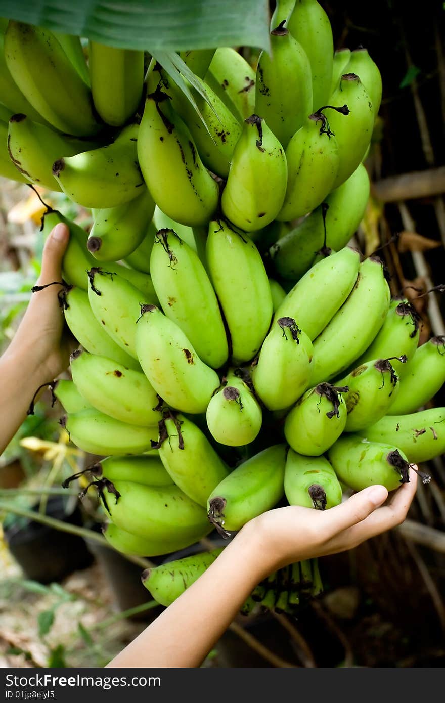 Agriculture business - a person showing harvest of banana fruit. Agriculture business - a person showing harvest of banana fruit