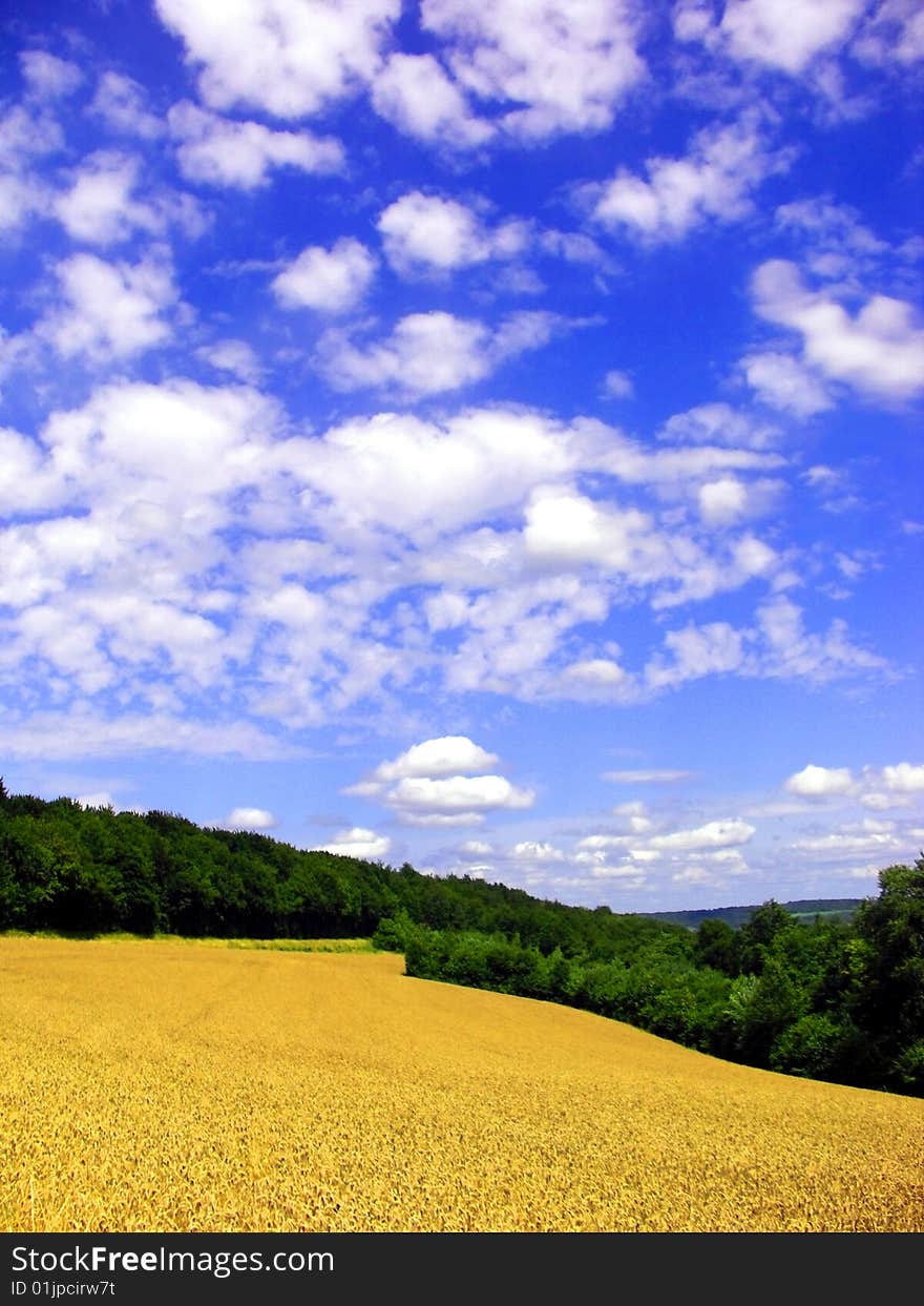 Field of wheat on a sunny day