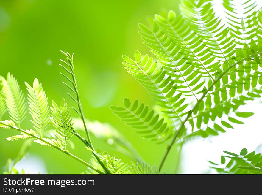 Green Leaf Background