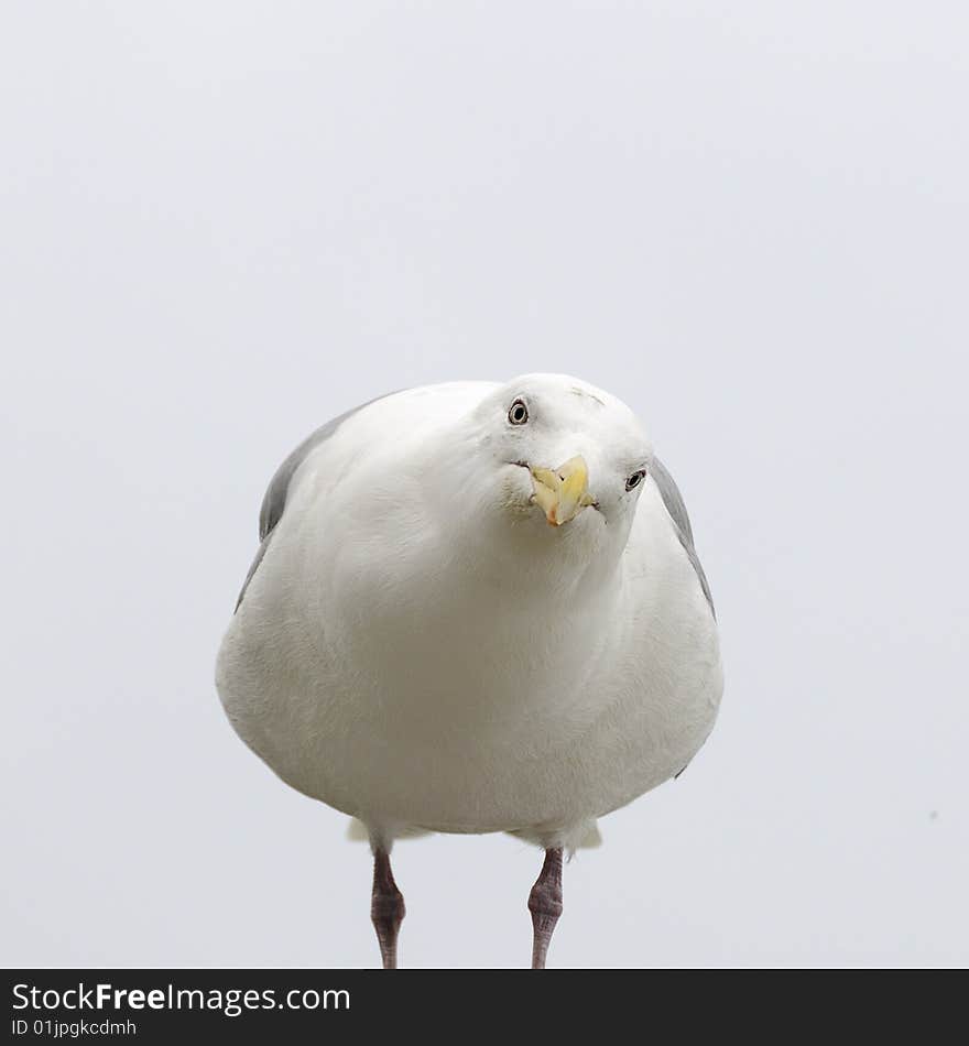 Herring gull looking at viewer. Herring gull looking at viewer