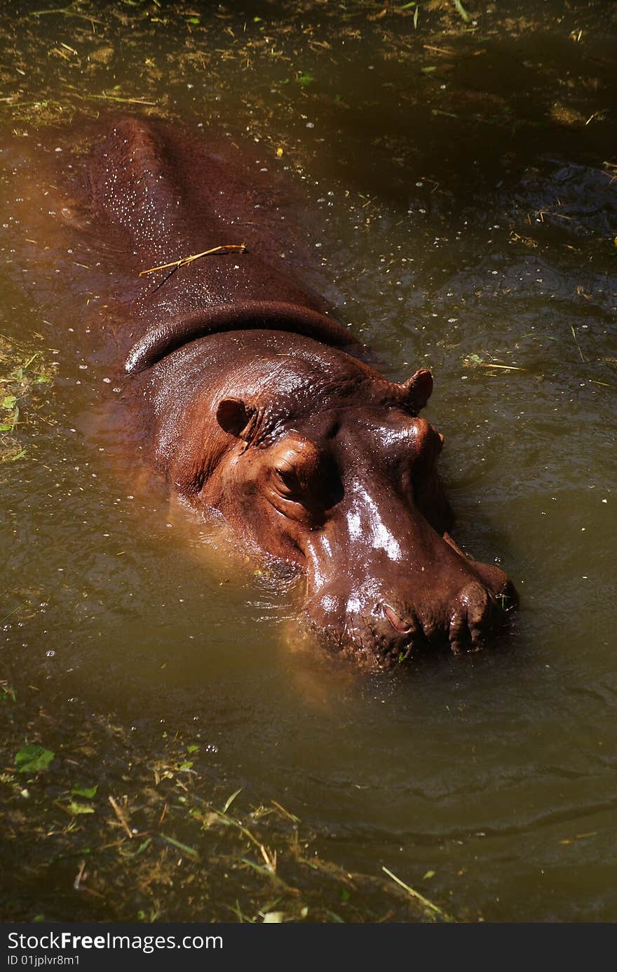 Hippopotamus