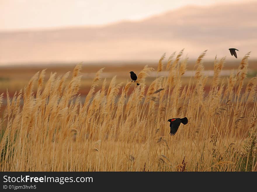 Red-winged Blackbirds Against An Amber Meadow