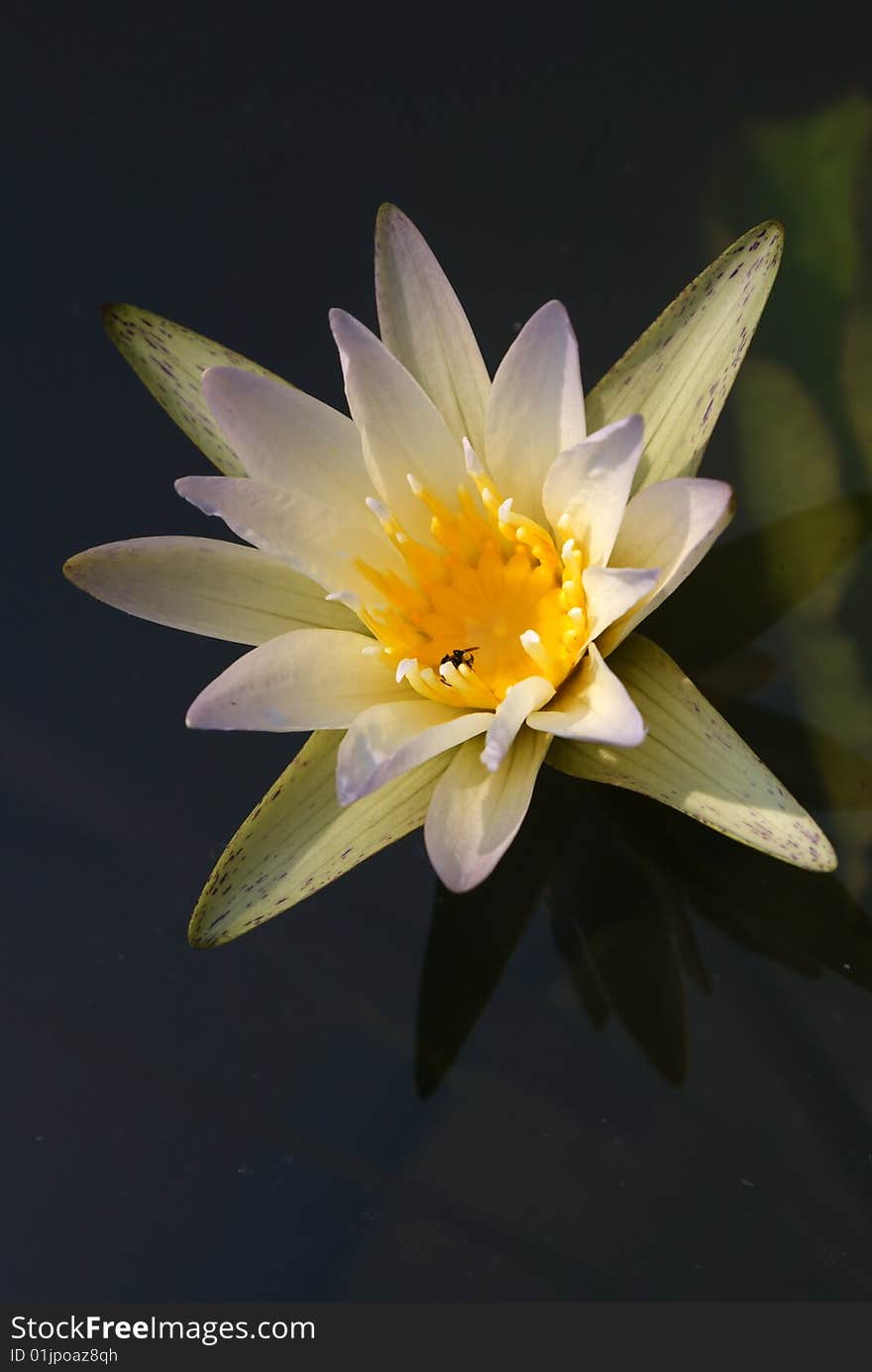 Lotus blossom and a bee