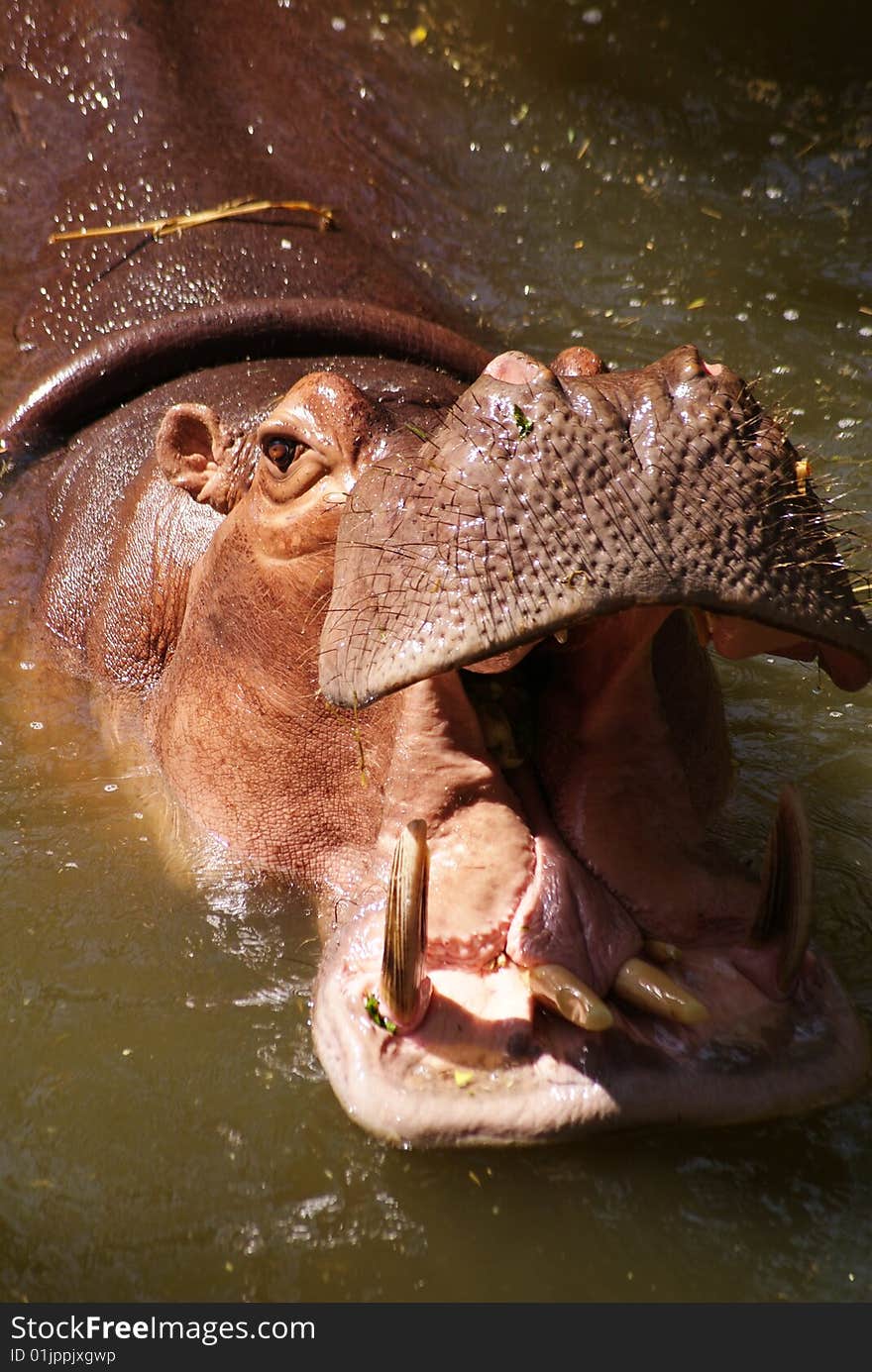 Hippopotamus