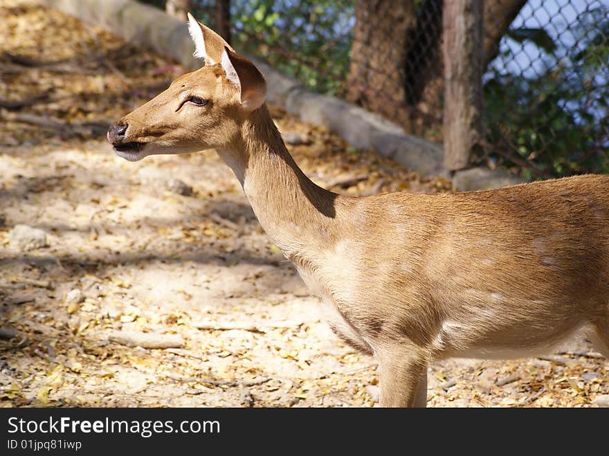 Deer in zoo