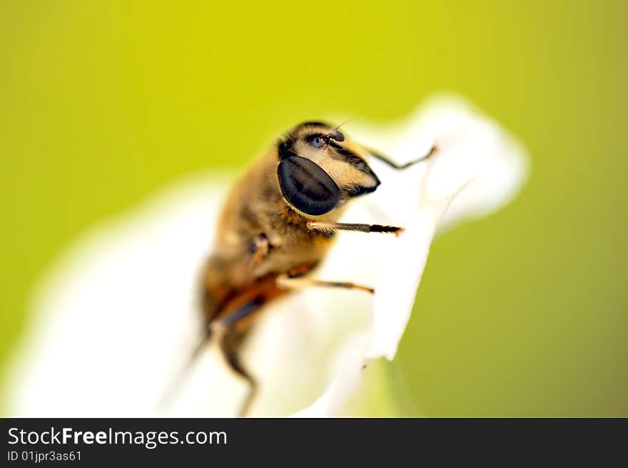 Bee Macro