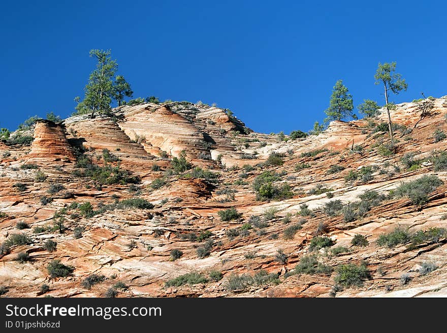 Zion Sandstone and Trees