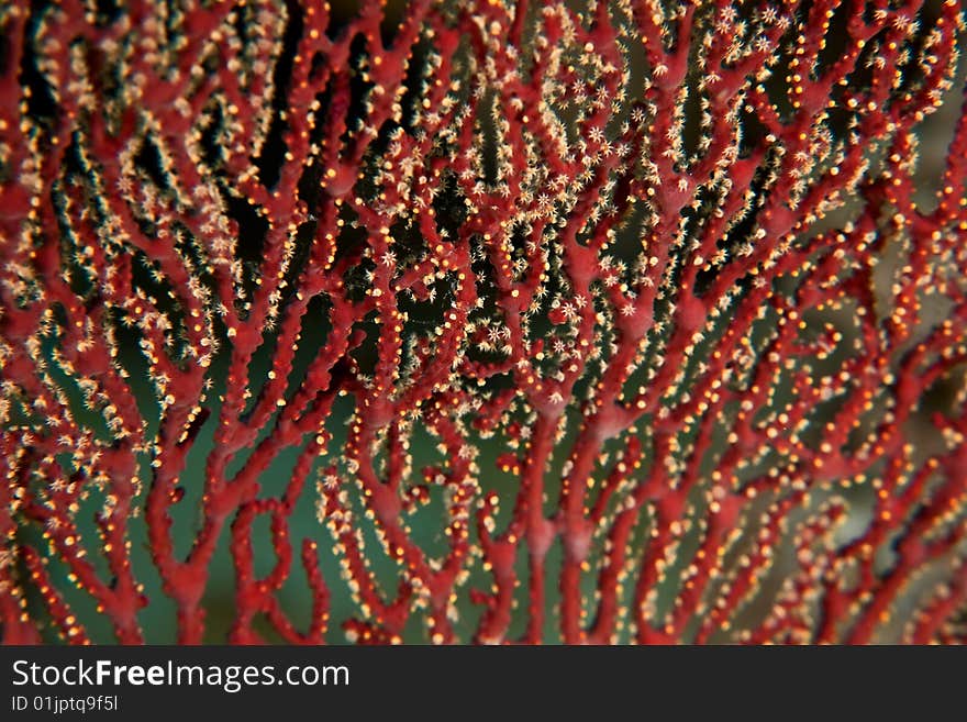 Acabaria biseralis taken in the red sea.