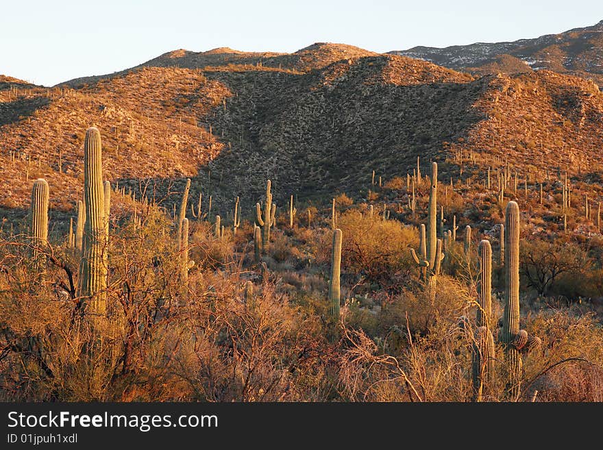 Saguaro Hills At Sunset