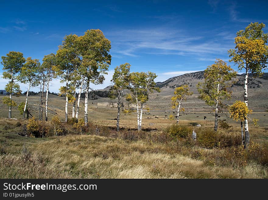 Hayden Valley Fall Aspens