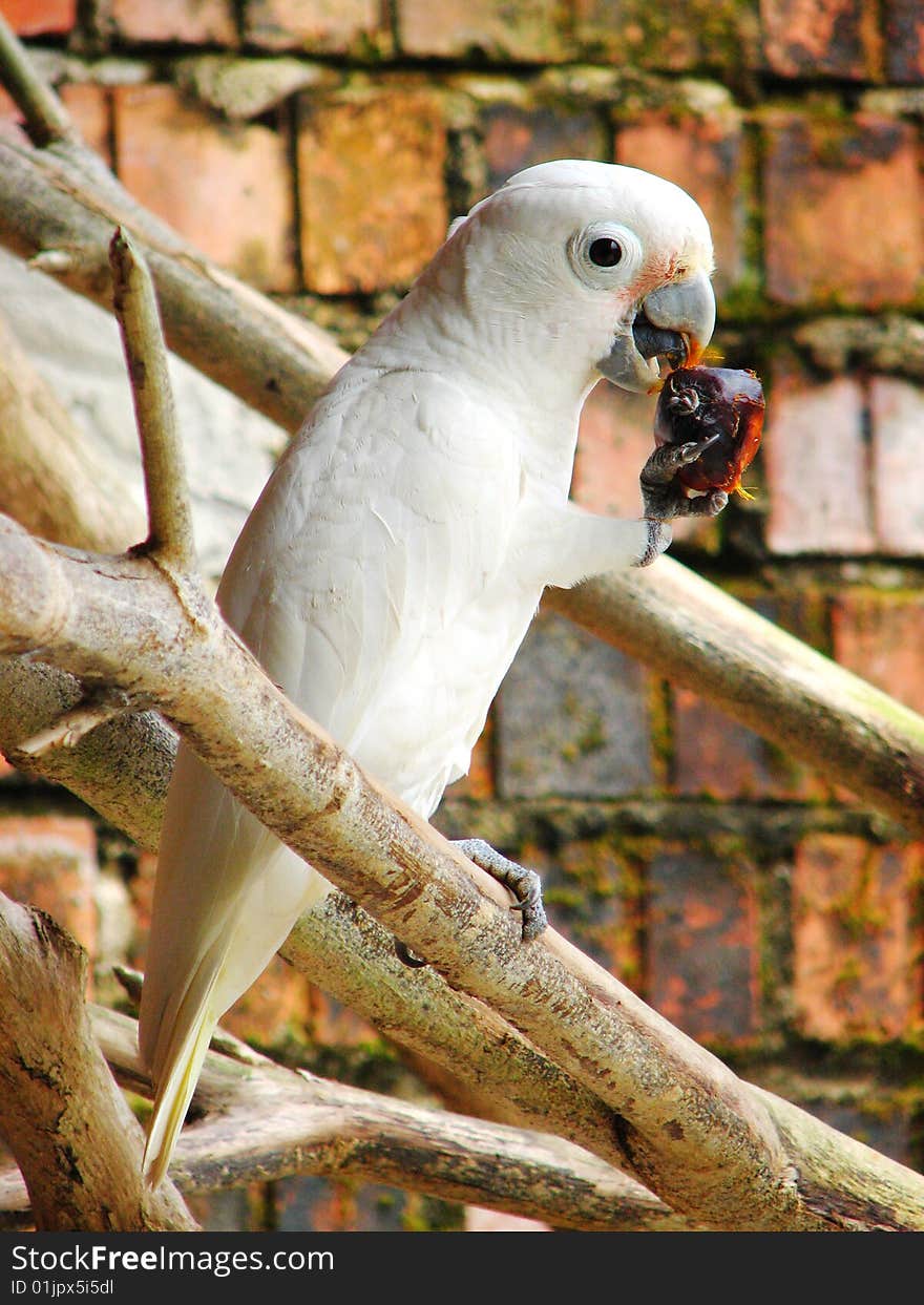 Goffin s cockatoo (Cacatua goffini)