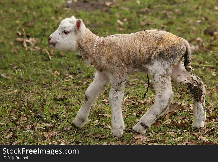 Cute little lamb walking