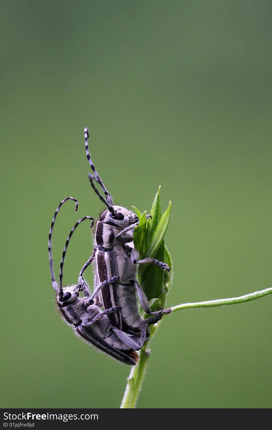 Cerambycidae mating