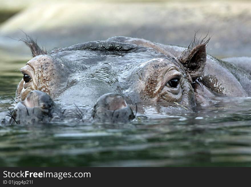 Hippo close up half submerged in water