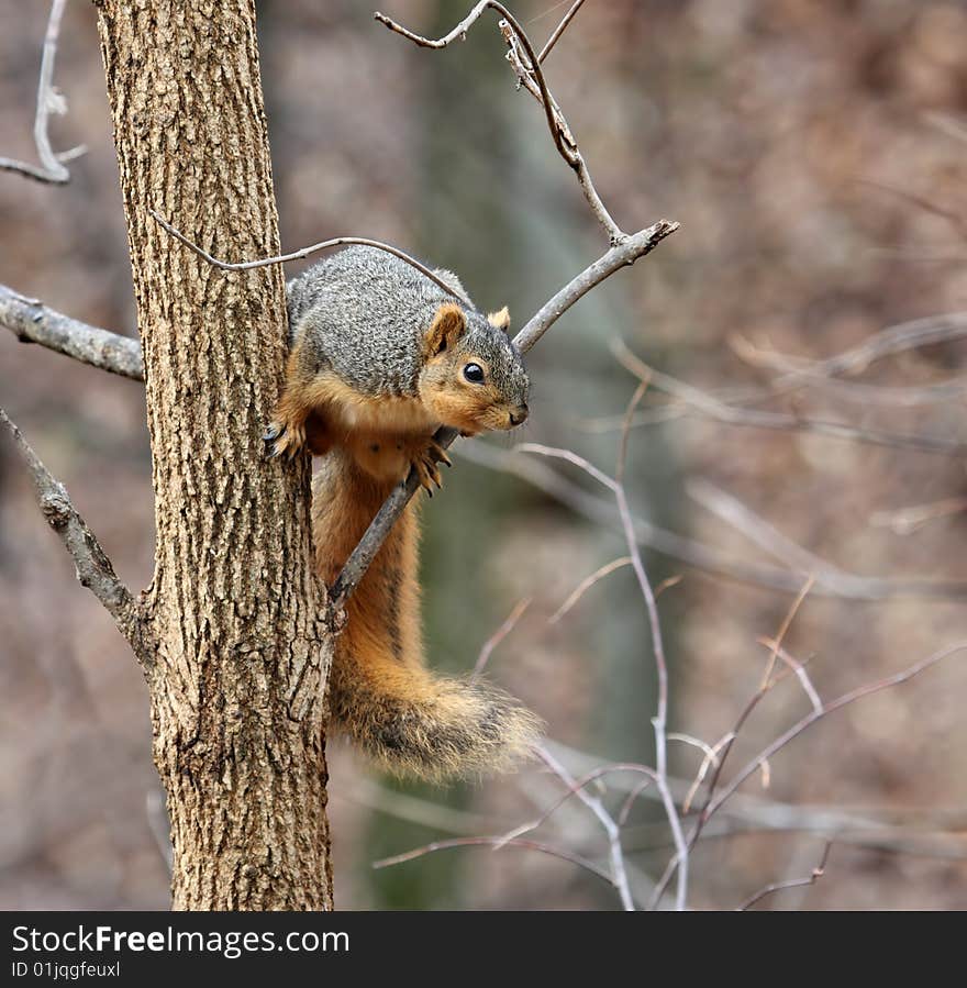 Squirrel in a Tree