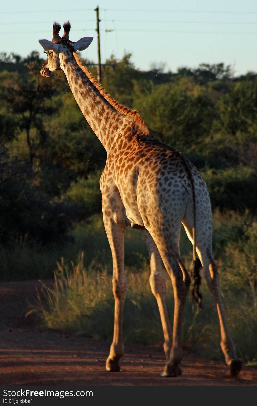 Giraffe strolls down dirt road in the wilderness.