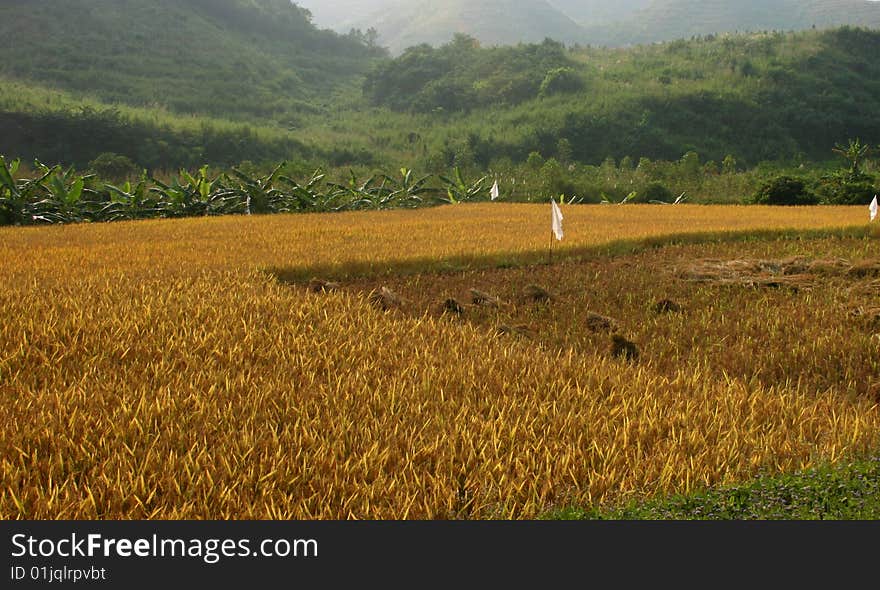 Rice field during harvest autumn. Rice field during harvest autumn