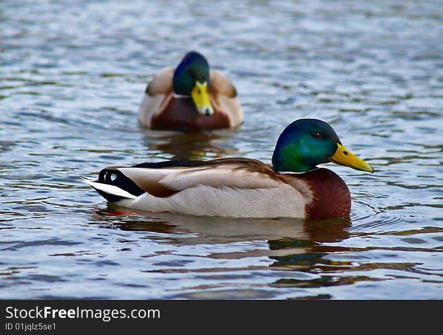 Two ducks swimming gracefully in the lake