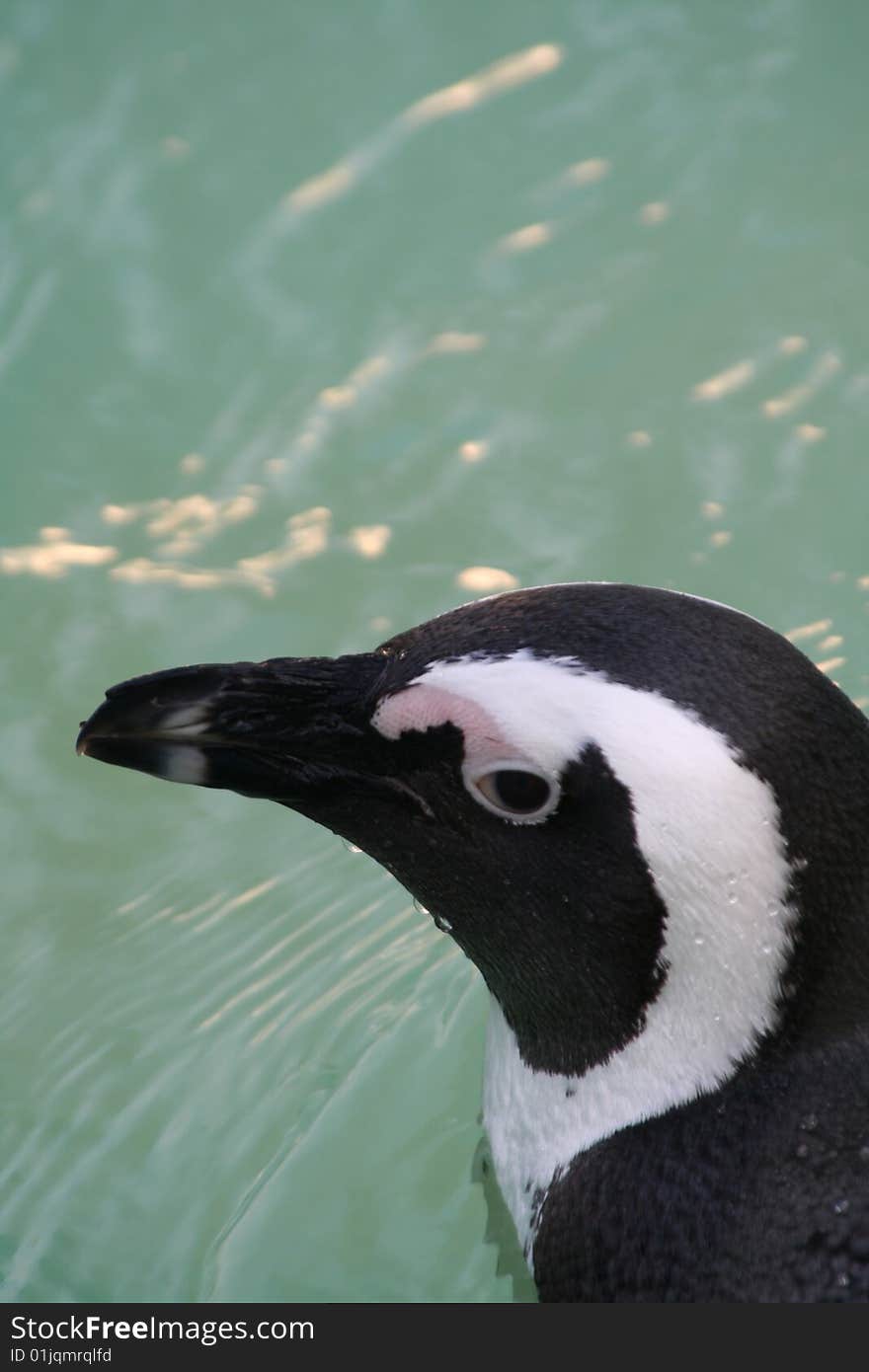 Penguin in Ueno Zoo Tokyo